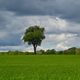 A single tree growing in a green grass field under a cloudy blue sky